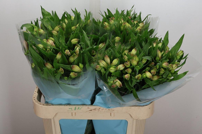 <h4>Alstr Layla</h4>