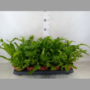 Asplenium nidus 'Crissie'