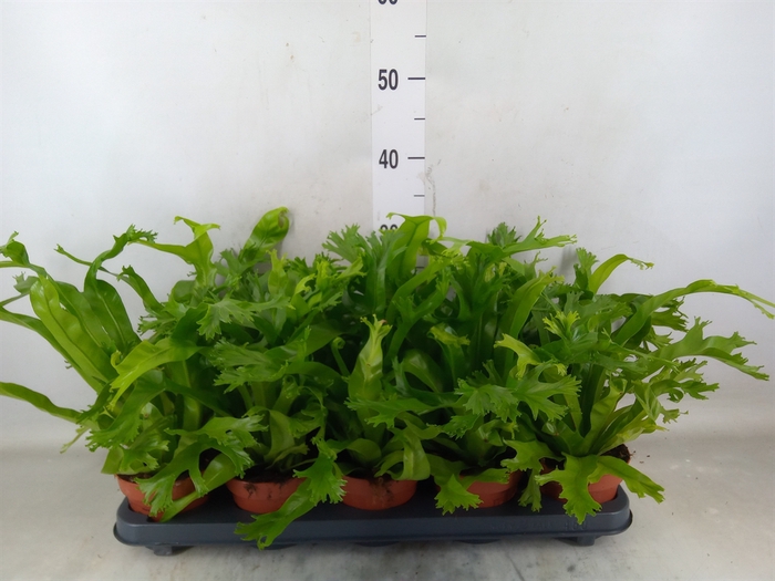 <h4>Asplenium nidus 'Crissie'</h4>