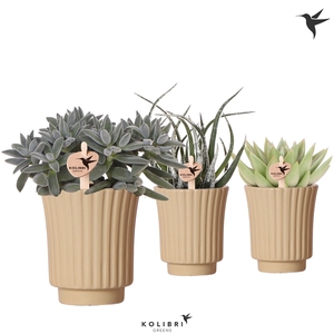 Kolibri Greens Succulenten mix in Retro pot khaki