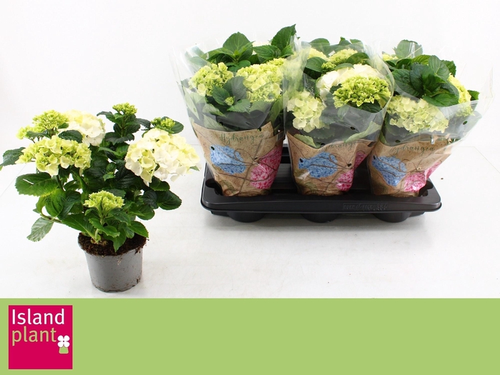 <h4>HYDR M SCHNEEBALL</h4>