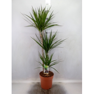 Dracaena marg.