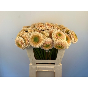 GE MB BOL SATURNSATU