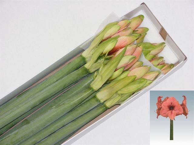 <h4>HIPP GA BOUQUET</h4>