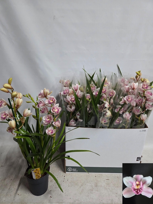 <h4>CYMB OVERIG</h4>