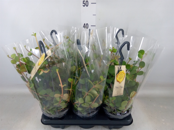 <h4>Peperomia tetraphylla 'Hope'</h4>