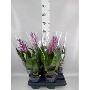 Aechmea  'Blue Rain'