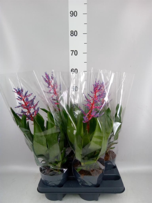 <h4>Aechmea  'Blue Rain'</h4>