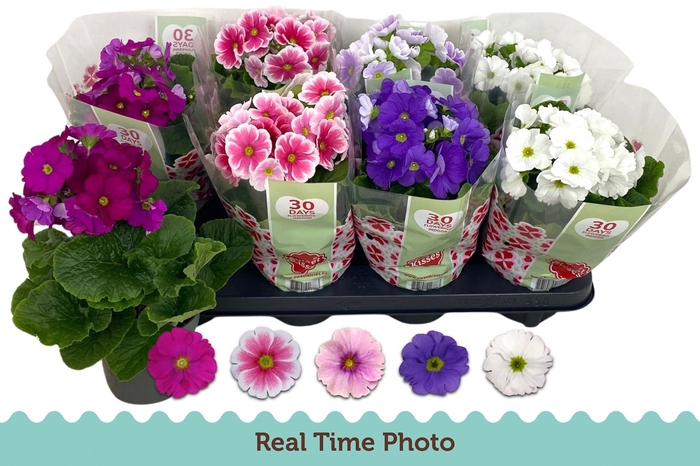 <h4>PRIM OB TM GEM</h4>