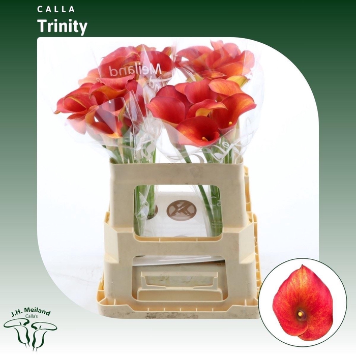 <h4>Calla Trinity</h4>