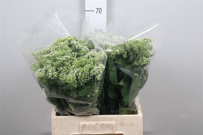 <h4>Eupat Rugo Braunlaub</h4>