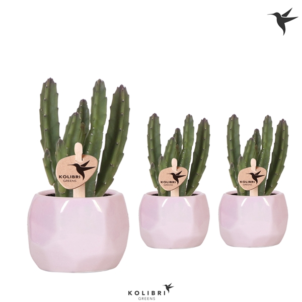 <h4>Kolibri Greens Stapelia Leenderziae in Pearl pot pink</h4>