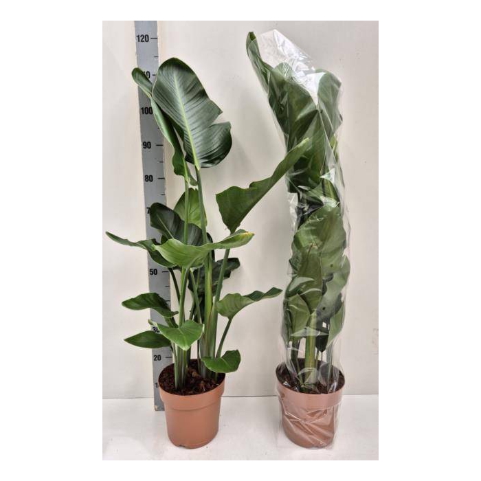 <h4>Strelitzia Nicolai 21Ø 110cm</h4>