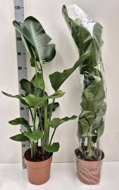 Strelitzia Nicolai 21Ø 110cm