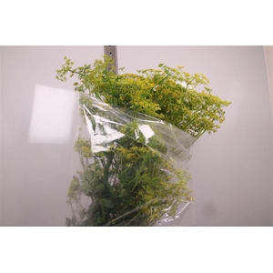 Angelica Gigas