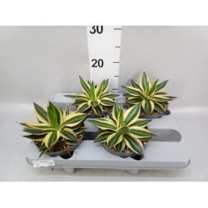 Agave lophantha 'Quadricolor'