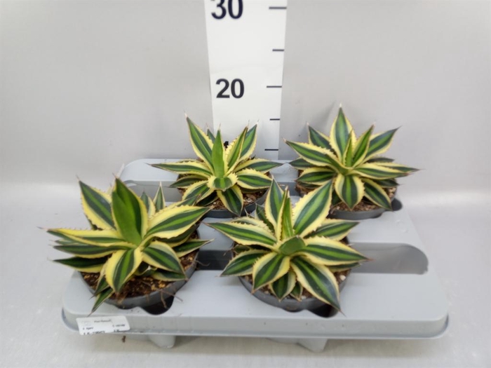 <h4>Agave lophantha 'Quadricolor'</h4>