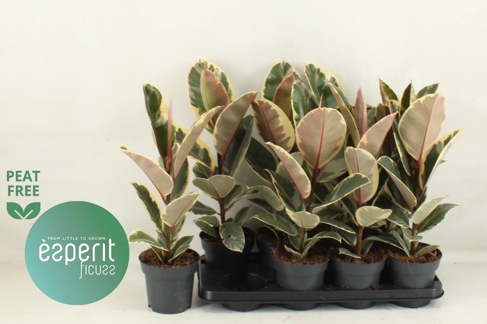 <h4>FIC EL TINEKE</h4>