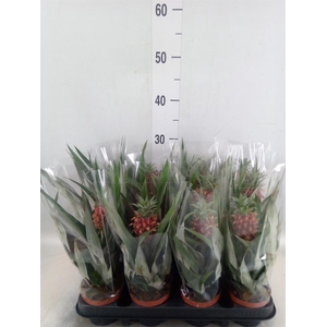 Ananas  'Rosita'