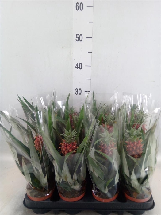 <h4>Ananas  'Rosita'</h4>