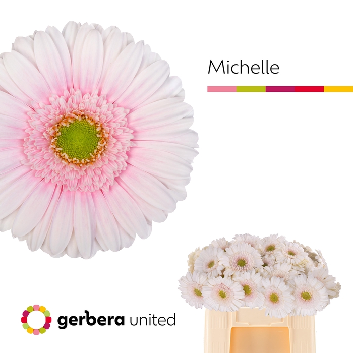 <h4>GE GR MICHELLE</h4>