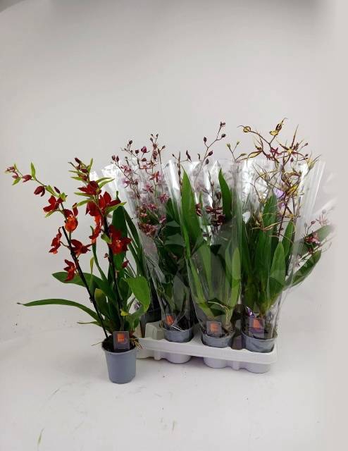 <h4>ORCHIDEEEN GEM</h4>