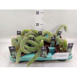 Cactus   ...hangingplants