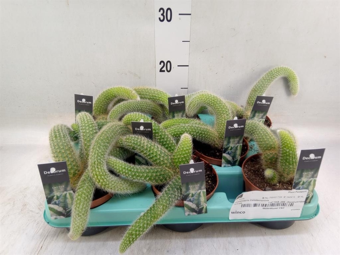 <h4>Cactus   ...hangingplants</h4>