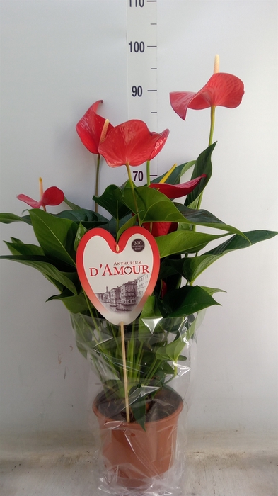 <h4>Anthurium andr. 'Red Bull'</h4>
