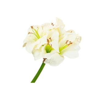 Amaryllis Cream