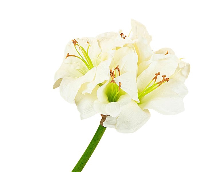 <h4>Amaryllis Cream</h4>