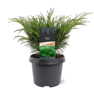Juniperus sabina 25-30 C3