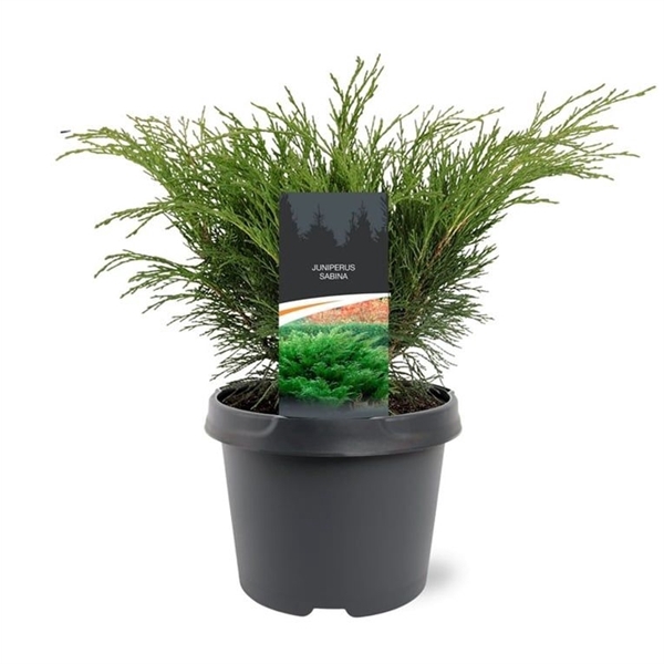 <h4>Juniperus sabina 25-30 C3</h4>