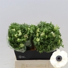 Anemone Galil Wit