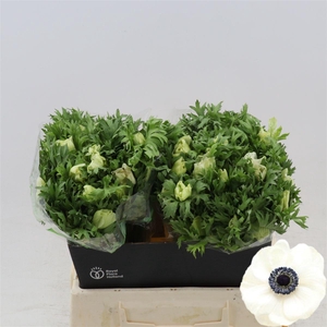 Anemone Galil Wit