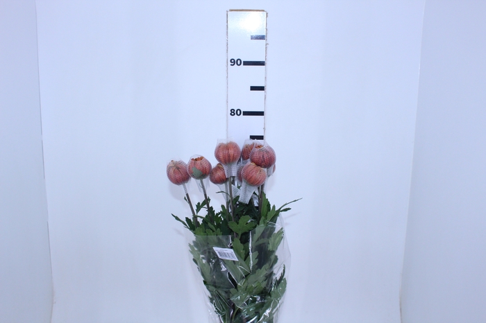ANASTASIA DARK FUEGO 070 CM
