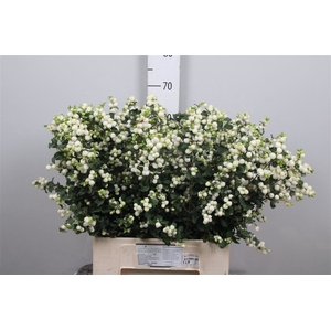 Sympho Mag Lemon Lime