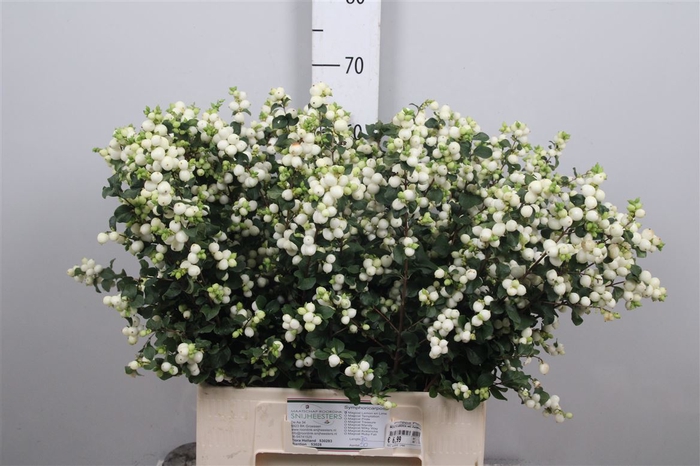 <h4>Sympho Mag Lemon Lime</h4>