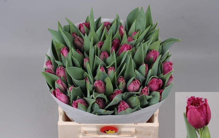 <h4>TU FR GHOST TOWN</h4>