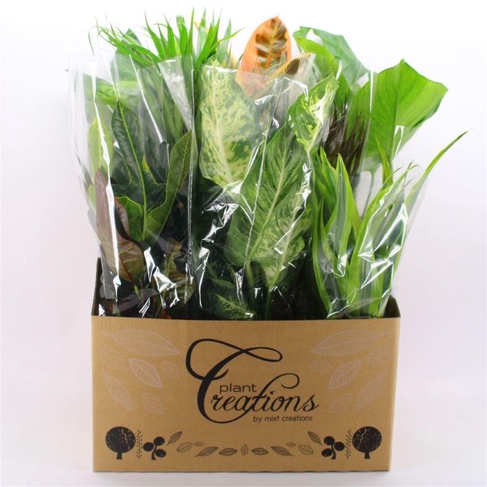 <h4>Ov Kamerplanten Gemengd</h4>