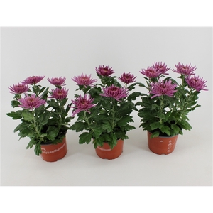 Chrysant Anastasia Lilac