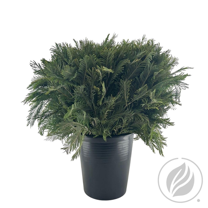 <h4>Mimosa Silver 55cm</h4>