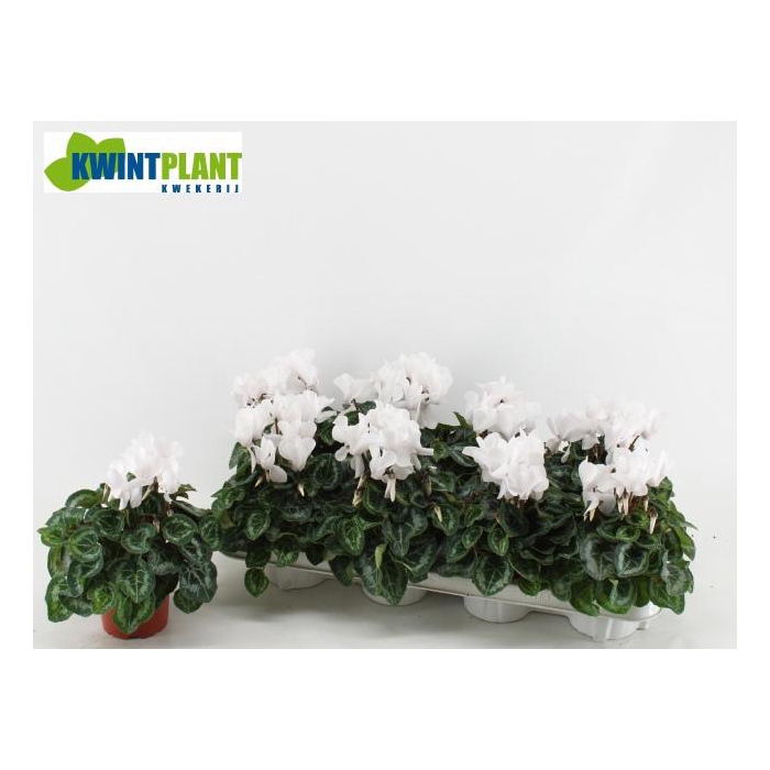 <h4>CYCL MD SUP ALLURE</h4>