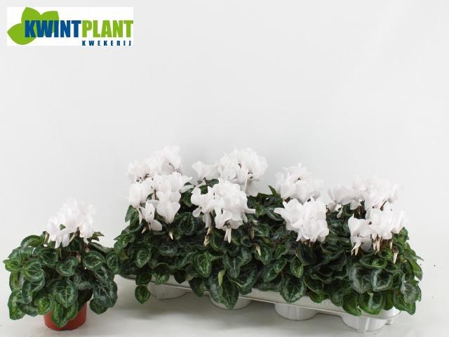 <h4>CYCL MD SUP ALLURE</h4>