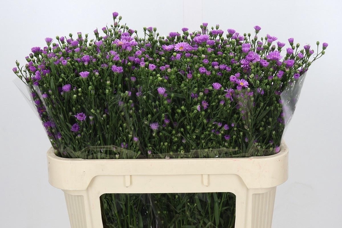 <h4>AST CASAROSA</h4>