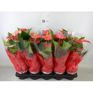 Anthurium andr. 'Esudo'