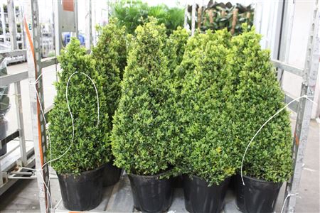 <h4>Buxu Sempervirens</h4>