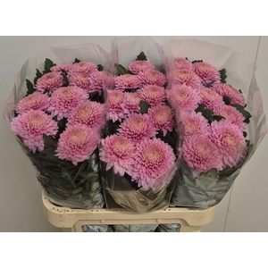 CHRYSANTHEMUM GR 'MARIELLE'
