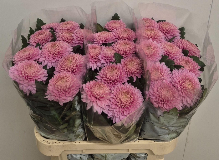 <h4>CHRYSANTHEMUM PL 'MARIELLE'</h4>