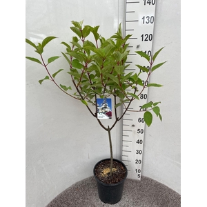 HYDR PANICULATA